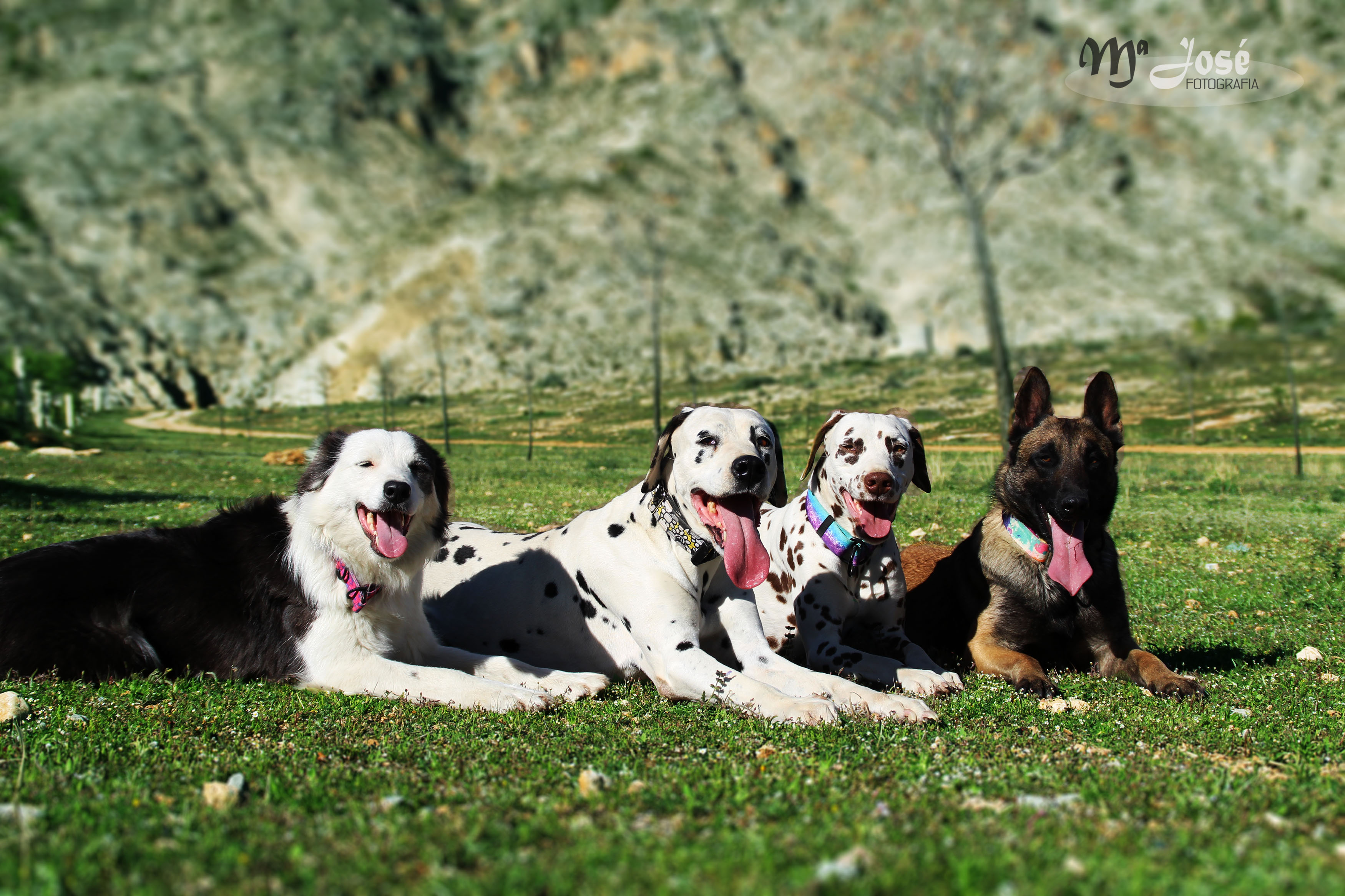 Funny Dogs - Perros Funny Dogs - Adiestrador de perros en Granada