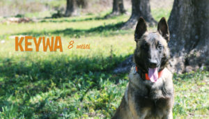 Keywa - Funny Dogs