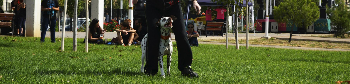 Adiestramiento canino en Granada - Funny Dogs