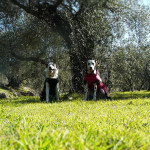 Entrenador de perros en Granada