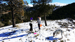 Paseo canino en la nieve - Funny Dogs