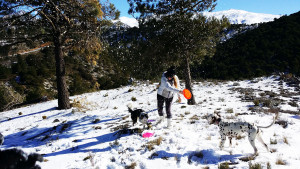 Paseo canino en la nieve - Funny Dogs