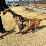 Adiestramiento canino en Granada