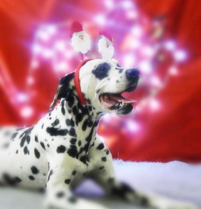 Navidad Funny Dogs Day