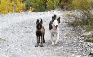 Entrenamiento canino y paseos - Funny Dogs