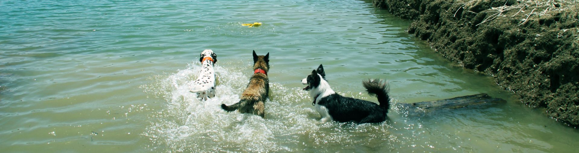 Días de vacaciones con perretes - Funny Dogs