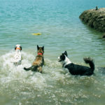 Días de vacaciones con perretes - Funny Dogs