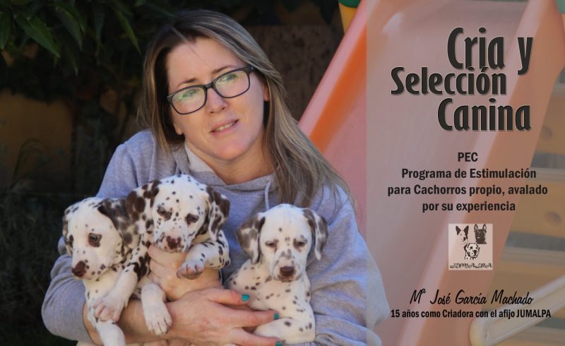 Curso de Crianza Canina Cursos de Educación Canina y Adiestramiento de Perros en Granada