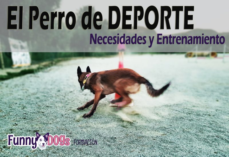 Curso para el Perro de deporte Cursos de Educación Canina y Adiestramiento de Perros en Granada