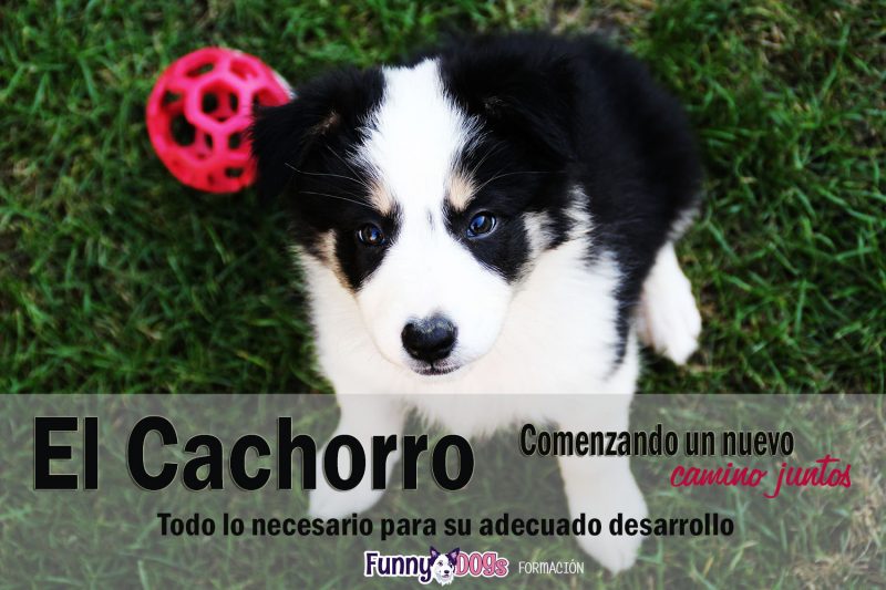 Curso de Educación Social y Urbana Cursos de Educación Canina y Adiestramiento de Perros en Granada
