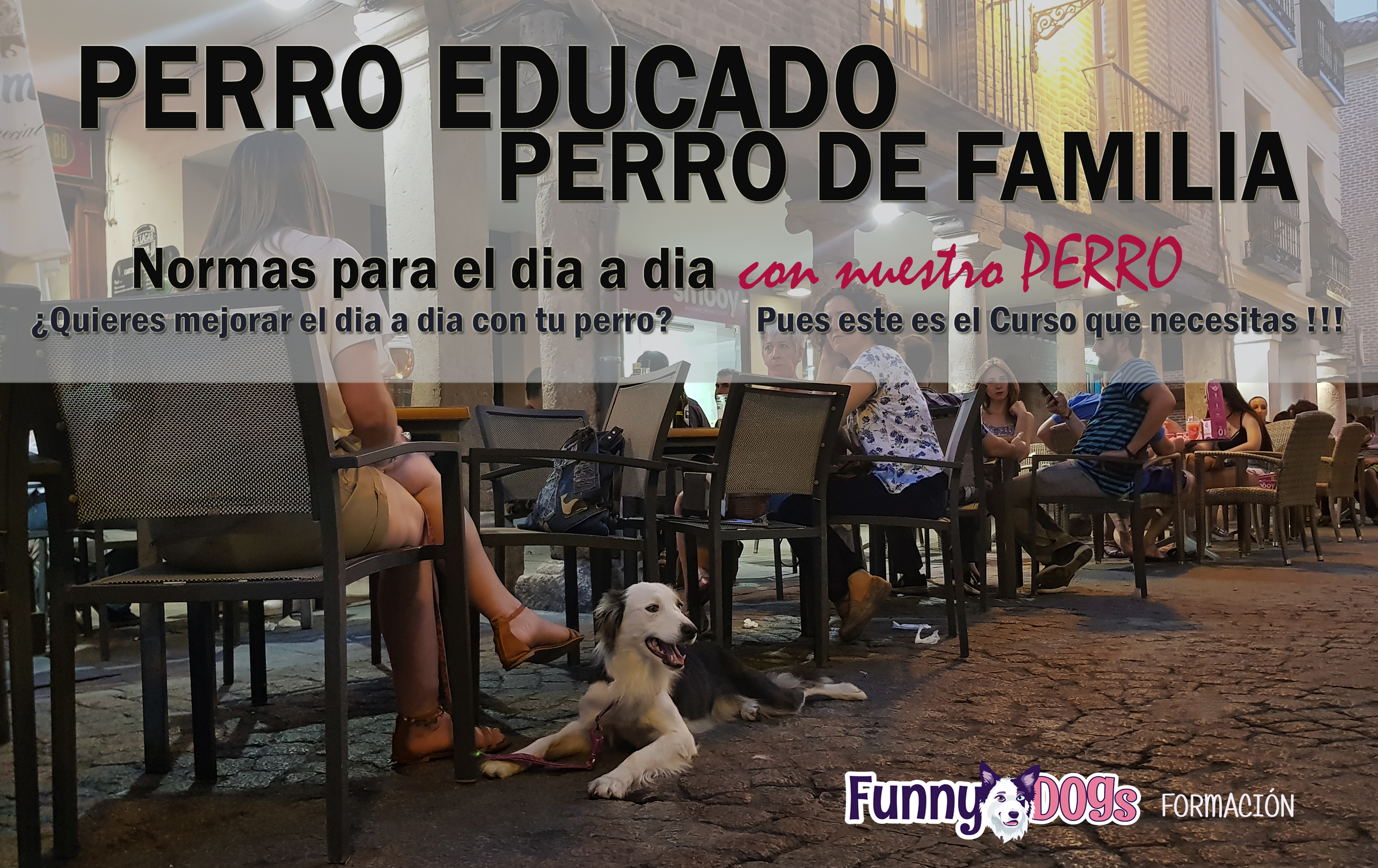Curso de Educación Social y Urbana Cursos de Educación Canina y Adiestramiento de Perros en Granada