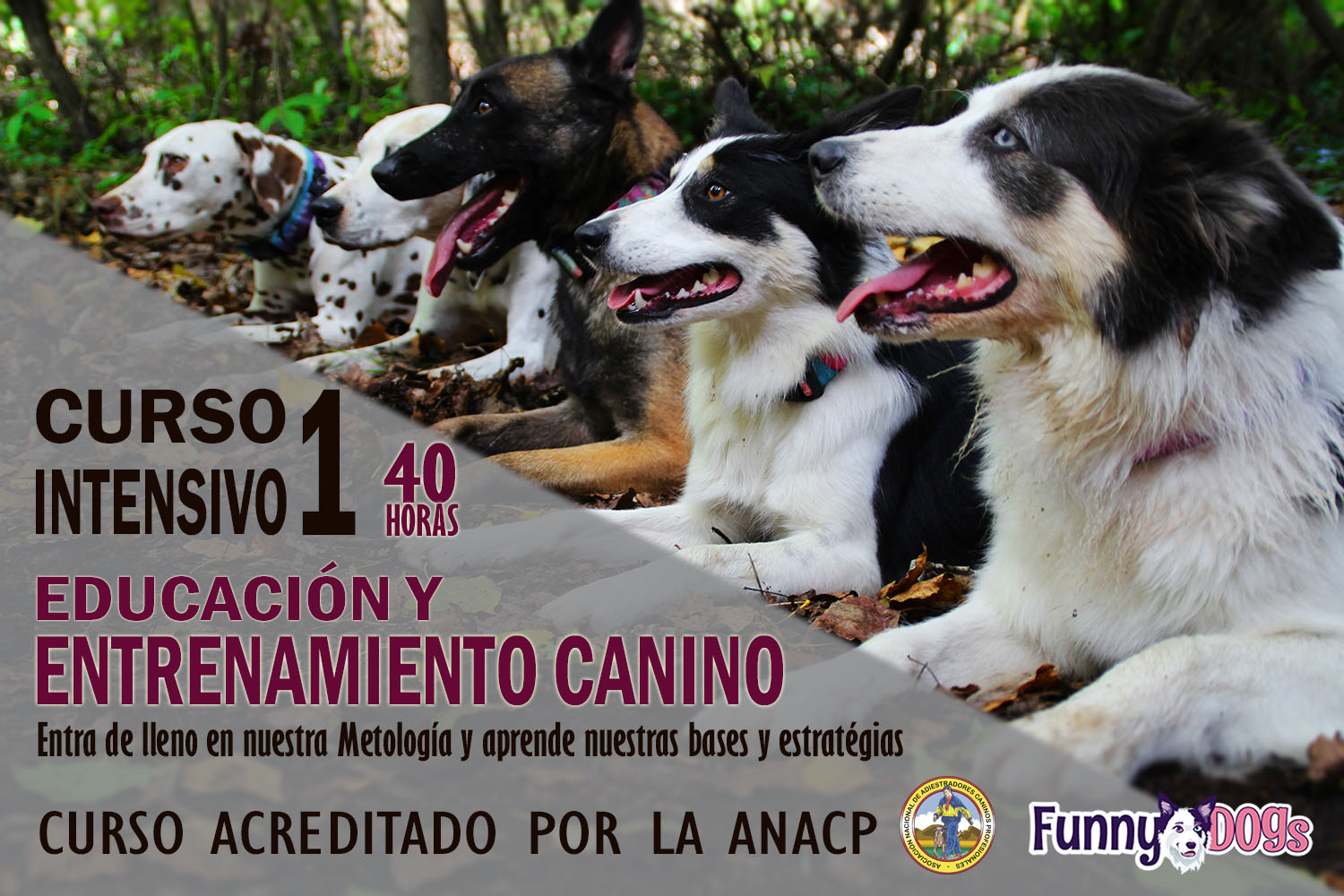 Curso Adiestrador Canino Cursos de Educación Canina y Adiestramiento de Perros en Granada