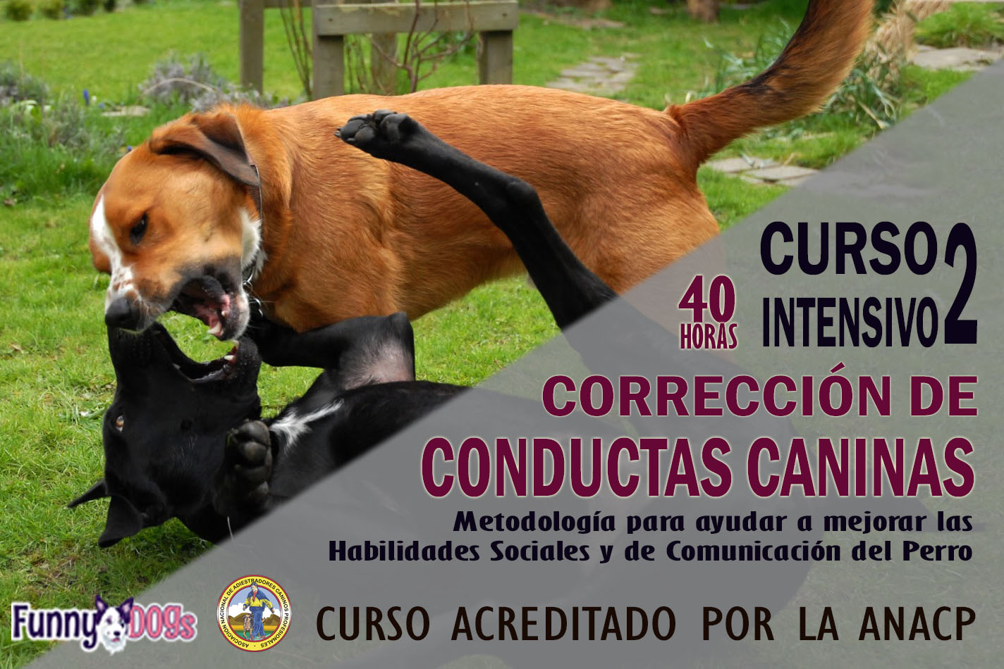 Curso Adiestrador Canino Cursos de Educación Canina y Adiestramiento de Perros en Granada
